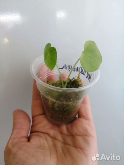 Алоказия Мишольца