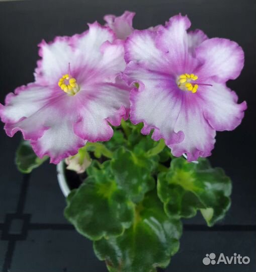 Сортовые фиалки