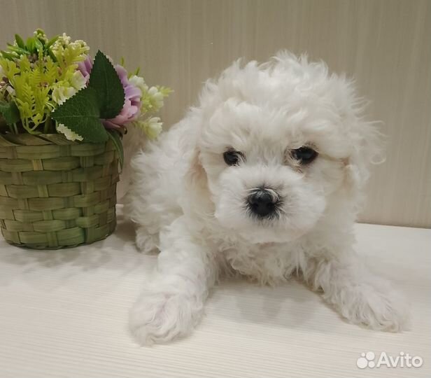 Щенки бишон фризе