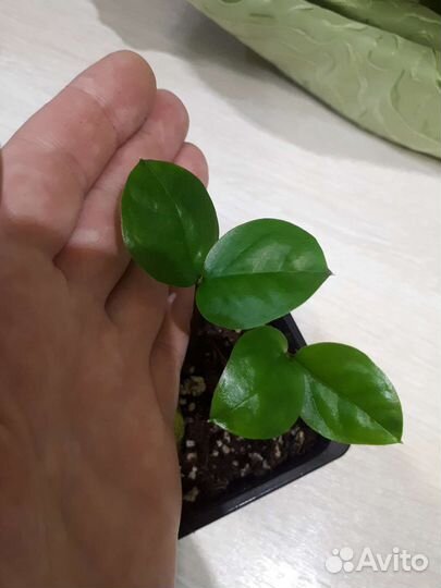 Замиокулькас (долларовое дерево)