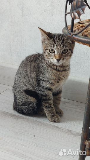 Котики в добрые руки