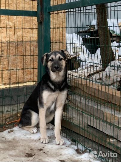 Щенок Симба мальчишка