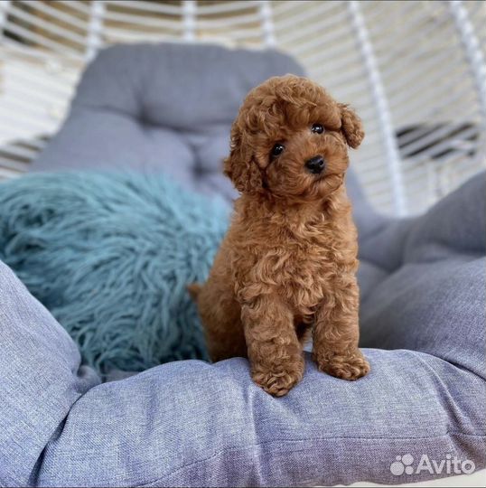 Мальтипу mini