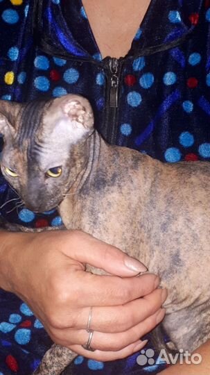 Канадский сфинкс