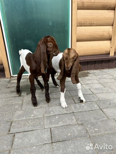 Козочка камори