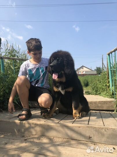 Тибетский мастиф щенок