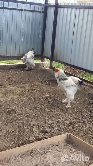 Петух брама