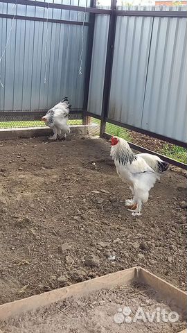 Петух брама