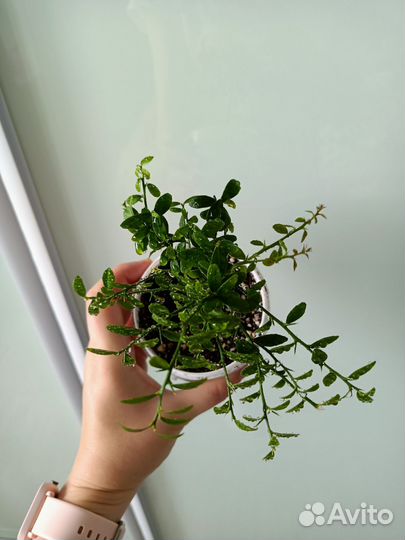 Микроцитрус австролазика Россо