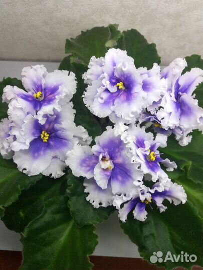 Фиалки сортовые детки