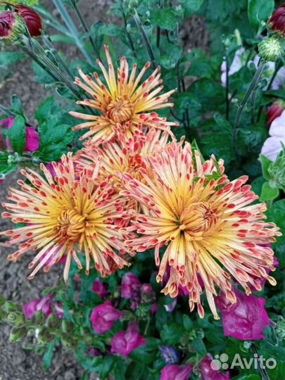 Хризантема куст молодой, цветущий