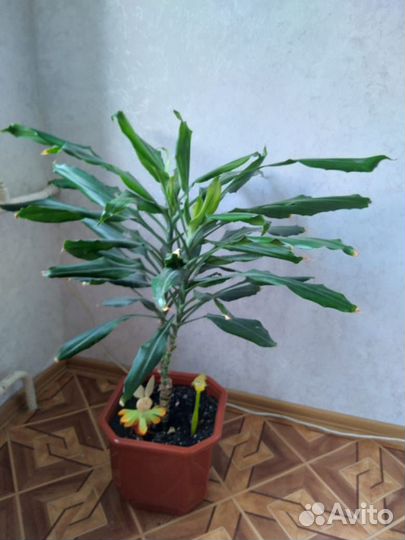 Фикус бенджамина, драцена юкка пальма