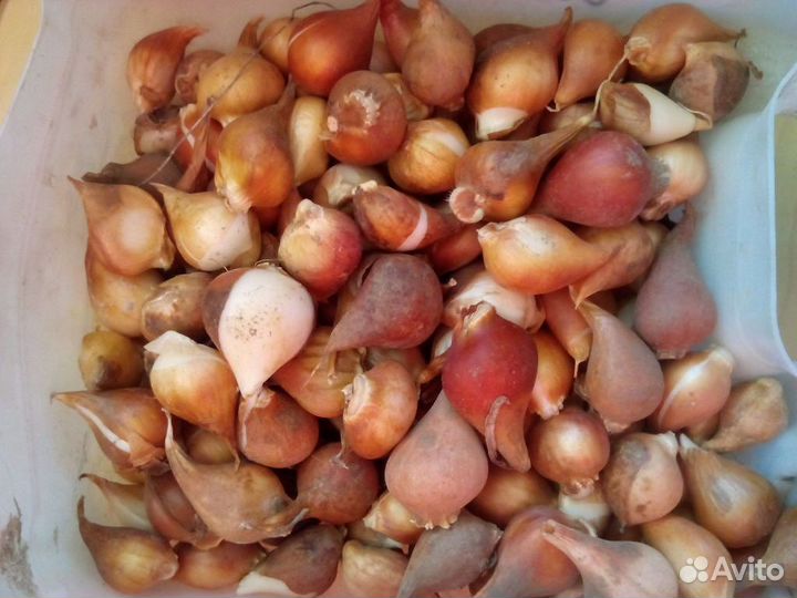 Луковицы тюльпанов оптом 10/11