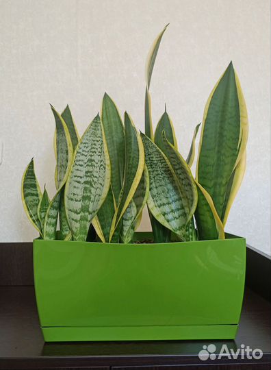 Комнатные растения