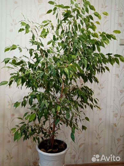 Комнатный цветок панданус (большой)