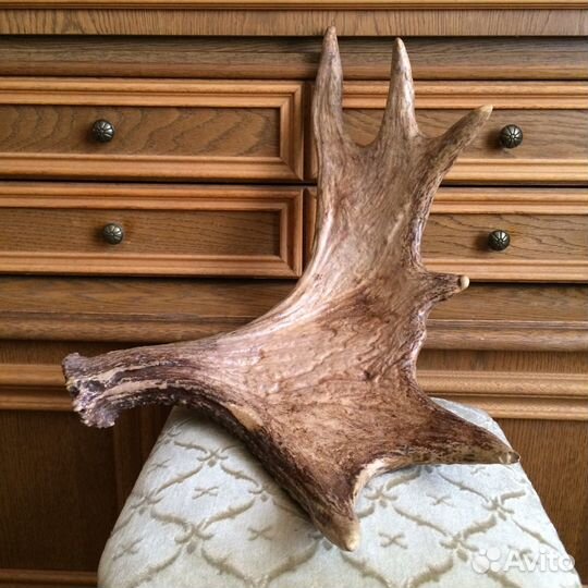 Без торга И без обмена рог лося