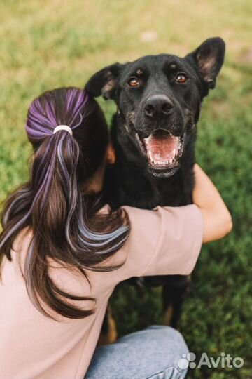 Отдам собаку в добрые руки