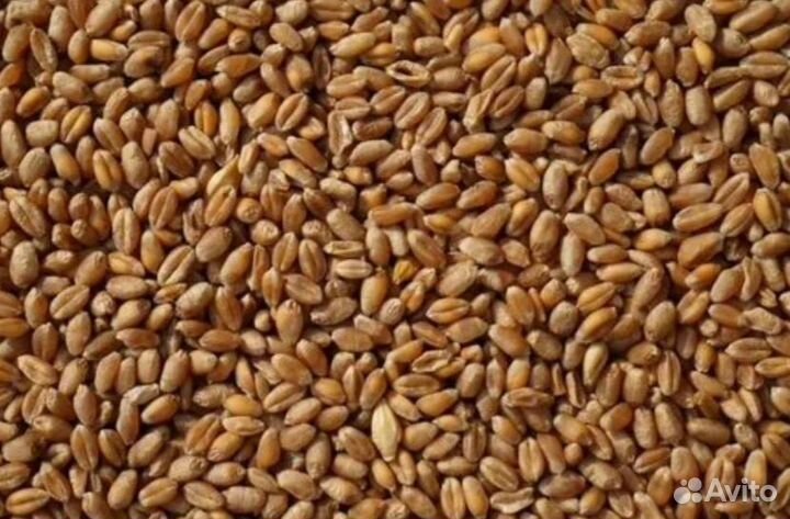 Товары для животных