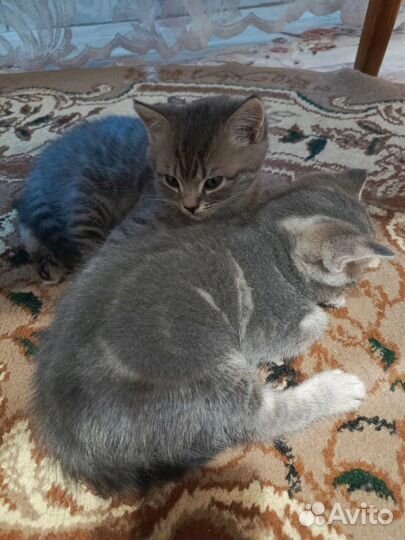 Британские котята