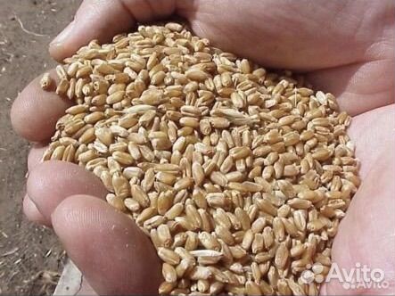 Озимая пшеница