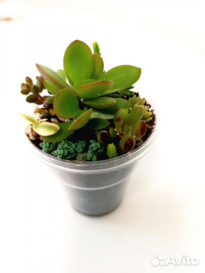 Суккуленты набор