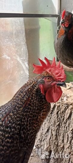 Молодые петухи