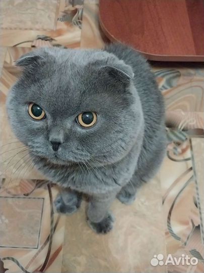 Британский кот вязка