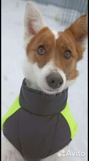 Собачка средняя метис лайки и Уэльской овчарки