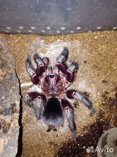 Пауки птицееды