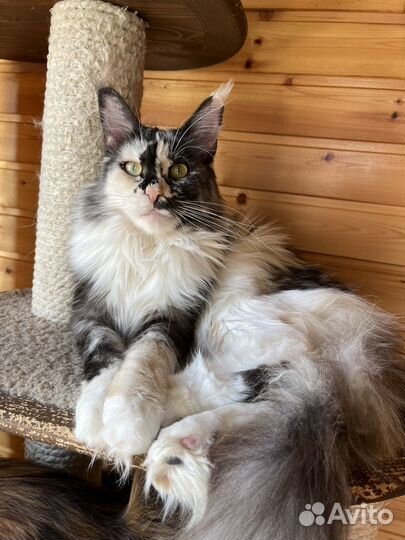 Мейн-кун кошка