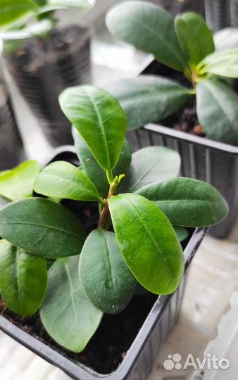 Фикус микрокарпа гинсенг