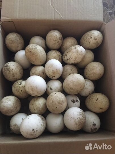 Гусиное инкубационое яйцо