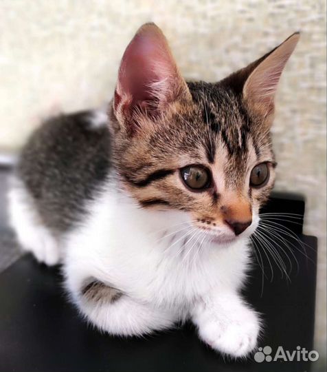 Котенок отдам