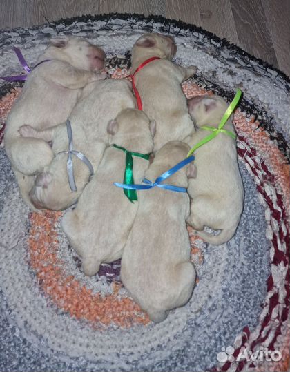 Лабрапупсики