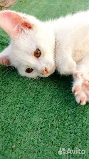 Белый котёнок мальчик