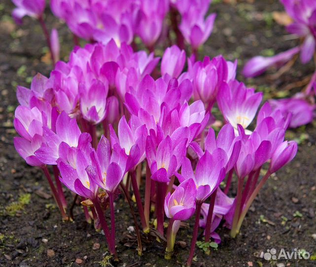 Многолетние растения