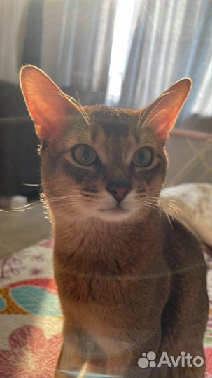 Абиссинец вязка