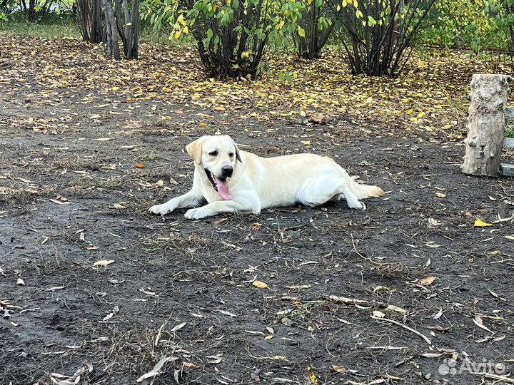 Вязка лабрадор