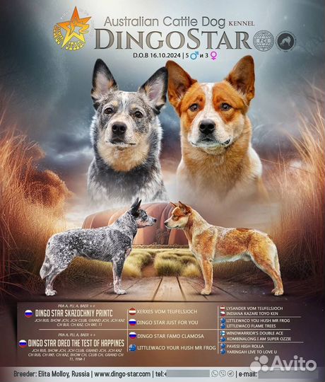 Австралийский хилер