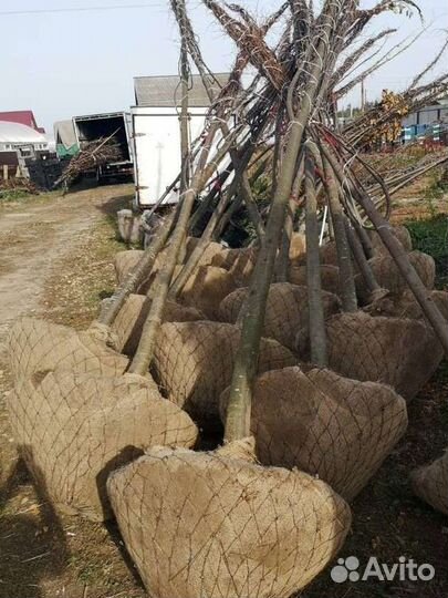 Крупномеры с посадкой под ключ