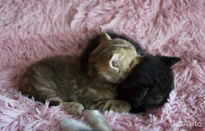 Шотландские вислоухие котята прямоухие