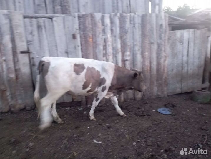 Бычки 1.5 года