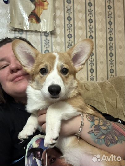 Корги щенок девочка