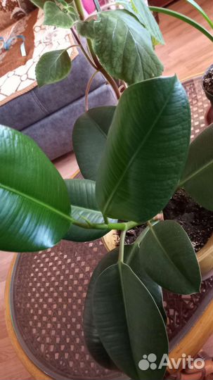 Комнатные цветы