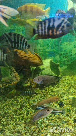 Аквариумные рыбы цихлиды