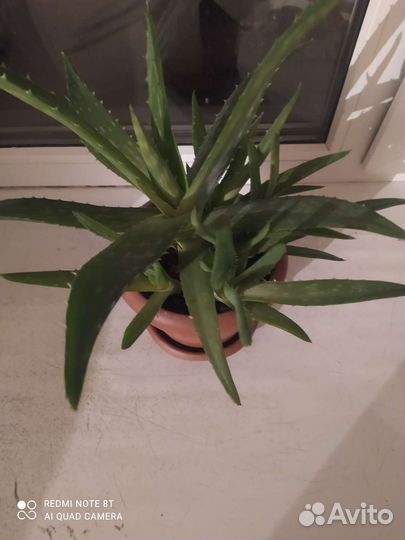 Алоэ для лечебный