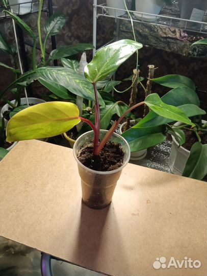 Филодендрон