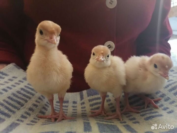 Индюшата суточные