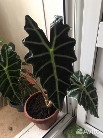 Алоказия полли