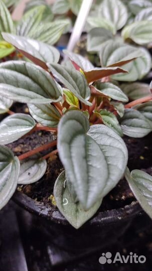 Пеперомии Наполи Найтс, Росси